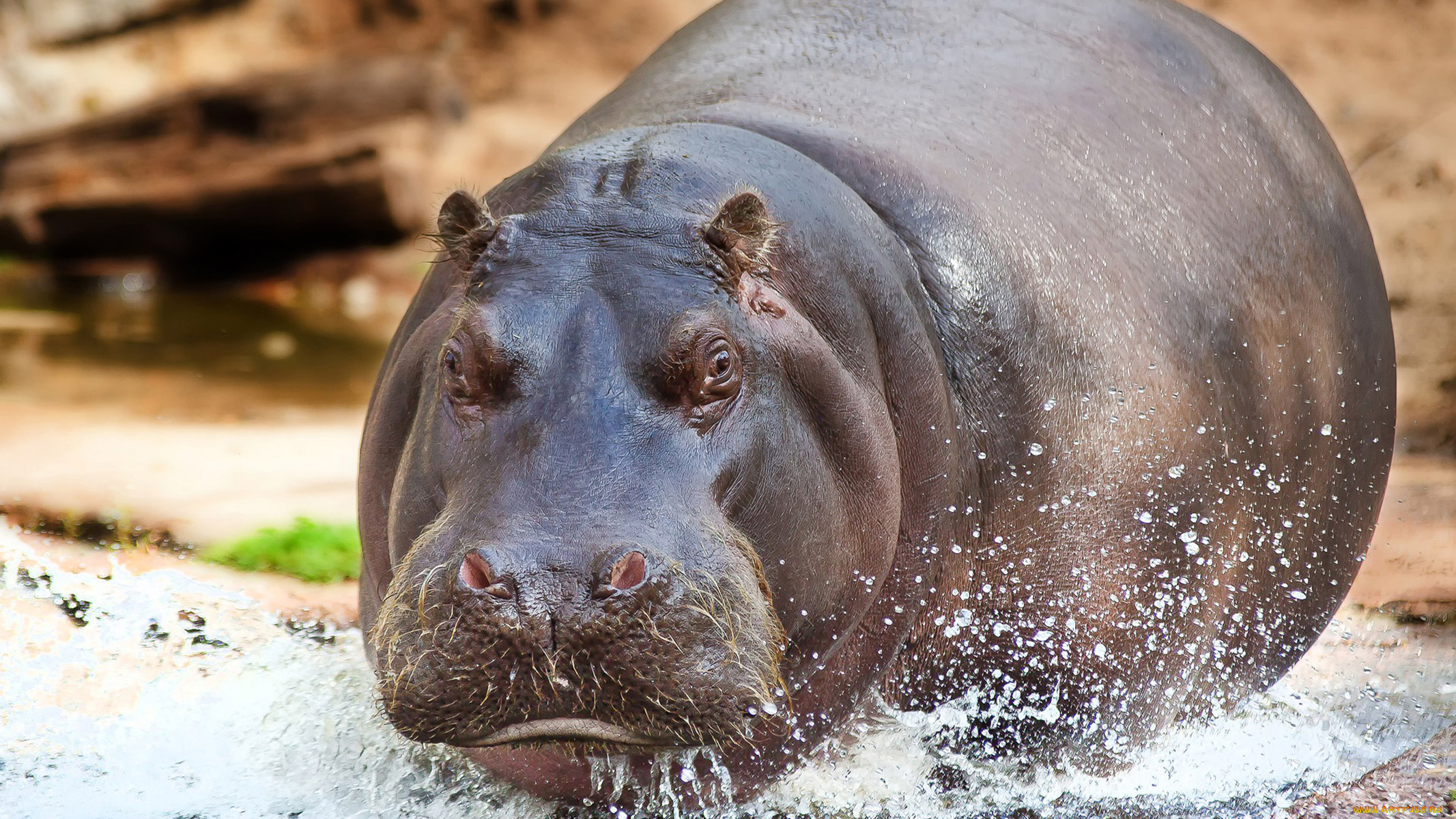 Hippopotamus Бегемот 🦛🦛🦛🦛